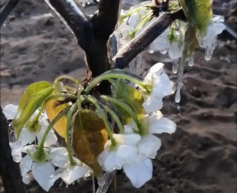倒春寒后尽快施救，“唤醒”受冻作物生长